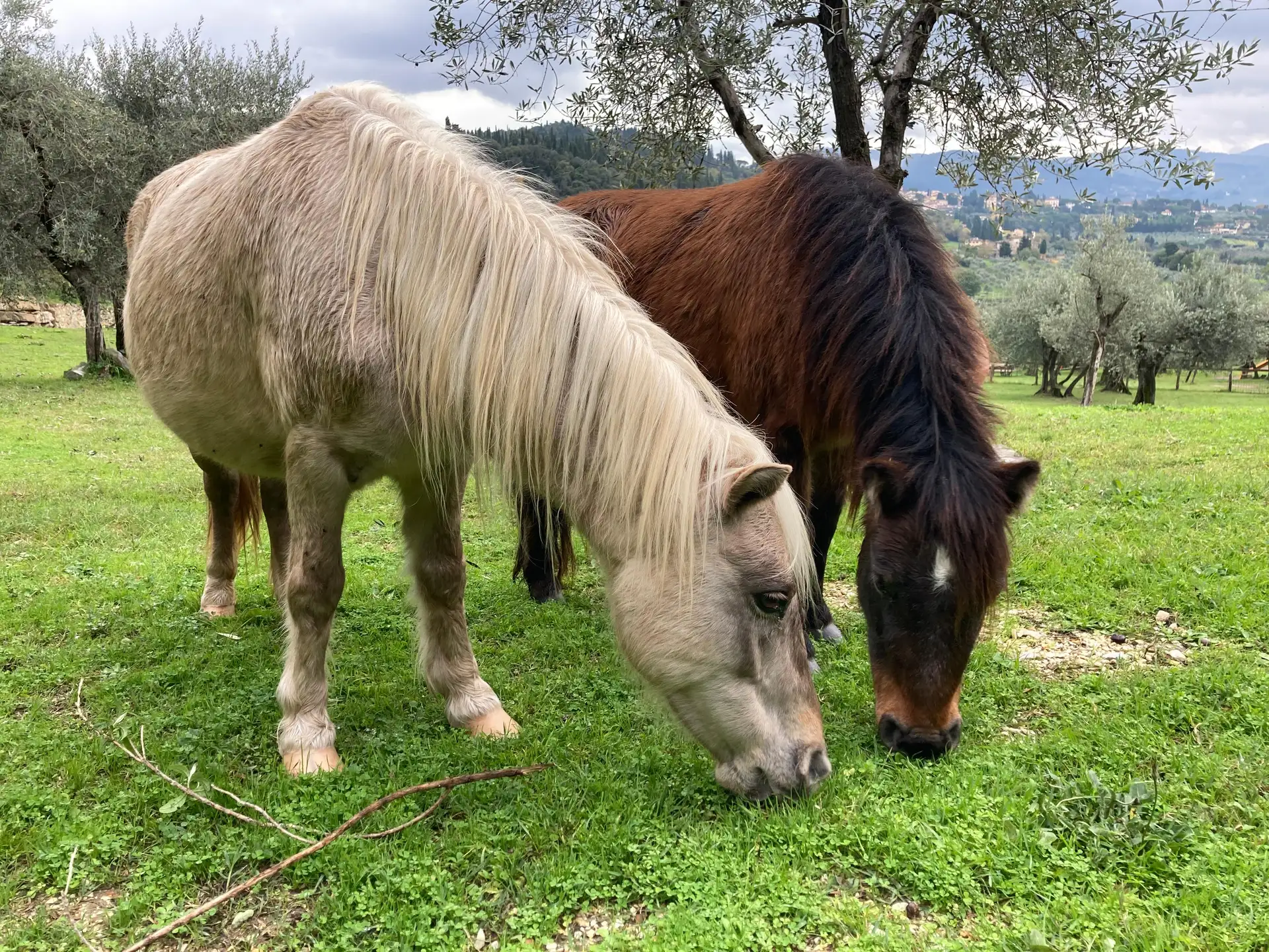 Fattoria di Maiano